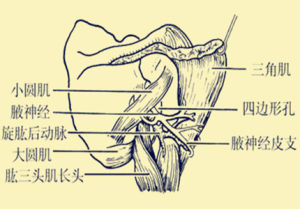 腋神經