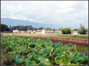 閔新村全貌