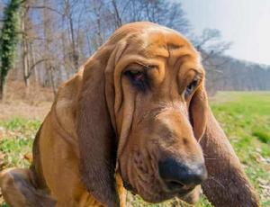 尋血獵犬(BloodHound)