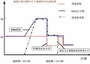 減數分裂中幾個規律性變化曲線圖