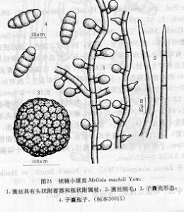 楨楠小媒炱