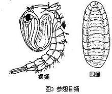 參翅目蛹