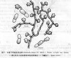 雙毛小煤炱原變種