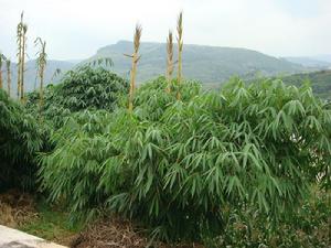 尼者村[宜良縣竹山鄉下轄村]