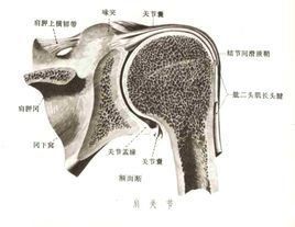 肩肱節律