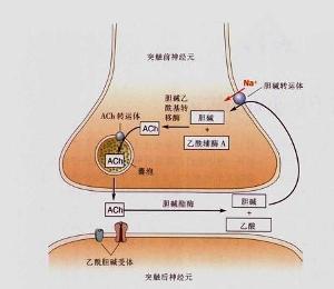 乙醯膽鹼在突觸的合成與作用