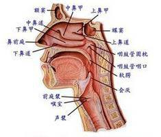 咽喉膿腫