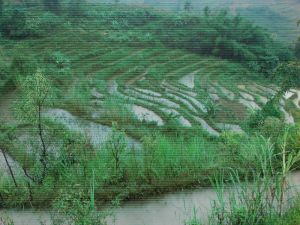 和平自然村