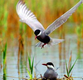 河南豫北黃河故道濕地--鳥類