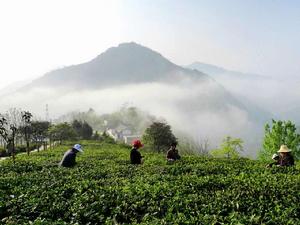 陝西青茶