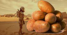 火星土豆
