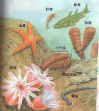 震旦紀生物