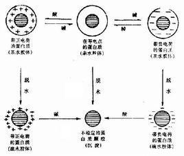 膠體顆粒