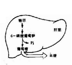 肝糖原