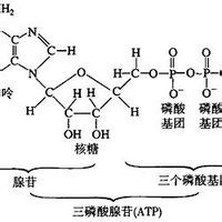 含氮浸出物