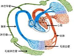 網狀淋巴管炎