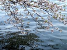 落花有意，流水無情