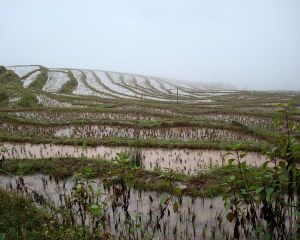 水平村[雲南省普洱市景谷縣正興鎮下轄村]