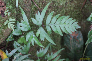 鳳尾蕨科 鳳尾蕨科