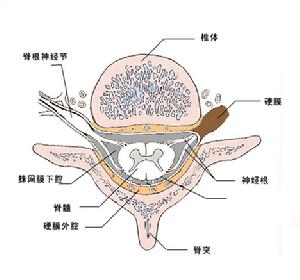 《急性腦血管疾病的診斷和治療》