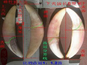 《狼牙》[漢語詞語]