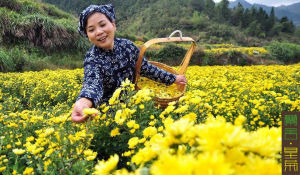 江西靖安蘭舍皇菊種植基地