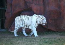 大豐港動物園2高清組圖