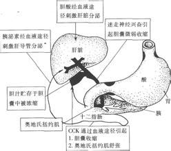 膽汁分泌