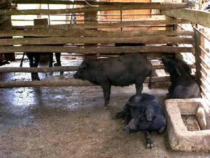 銀子村畜牧業-生豬飼養