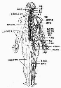 周圍神經損傷神經松解術