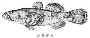 塘鱧魚科