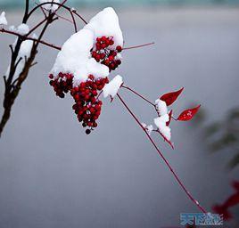 雪的思念