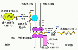 分泌蛋白的靶向輸送