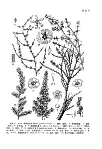 珍珠豬毛菜