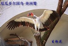 國鳥