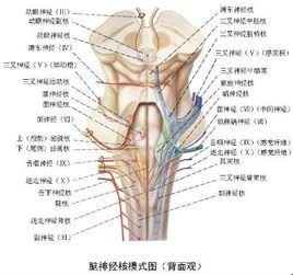 神經核