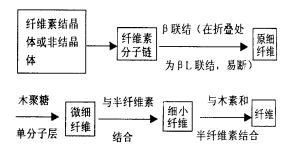 瘤胃微生物對纖維素降解機理.