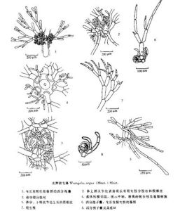 光輝軟毛藻