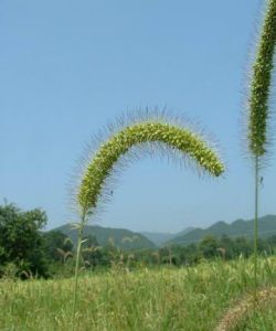 大狗尾草