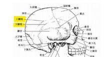 上顳線和下顳線