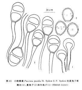 小柄鏽菌