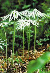 東陵八仙草