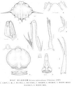脊七刺栗殼蟹