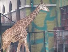 北京動物園長頸鹿館