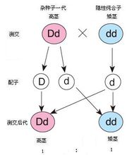 孟德爾測交圖示