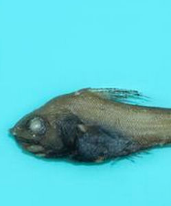 獅鼻網鱗鱈