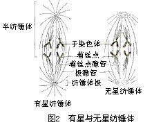 有絲分裂[生物名詞]