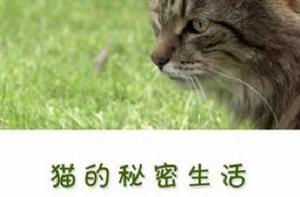 貓的秘密生活