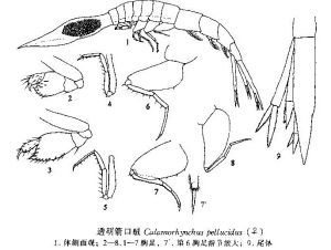 透明箭口戎