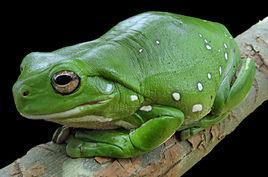 澳大利亞綠色雨蛙